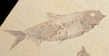 Knightia Fossil Fish Multiple #10900-2